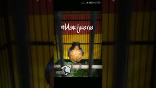 Download lagu Audio Terapi burung Tledekan macet,malas bunyi supaya Gacor kembali mp3