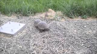 preview picture of video 'Kaplumbağa Kavgası (Turtle Fight)'