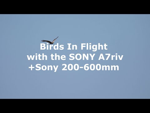 Birds in flight with the Sony A7riv + Sony 200-600mm f5.6-6.3