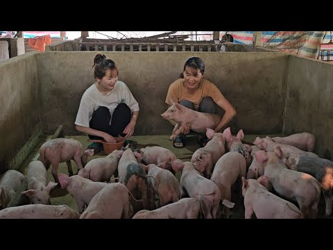 , title : 'Catching pigs to sell to traders.  Take care of the sows with her daughter.  (Episode 152).'