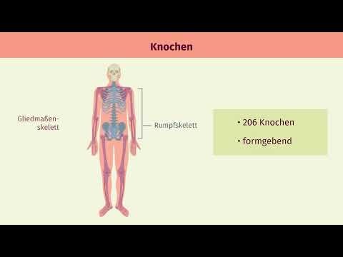 Menschen – Stütz- und Bewegungssystem einfach erklärt | sofatutor