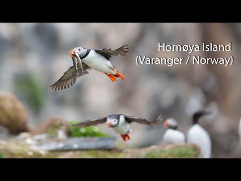 Hornøya Island (Varanger / Norway). Arctic bird paradise.