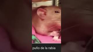 rata, aprieta su puño de la rabia