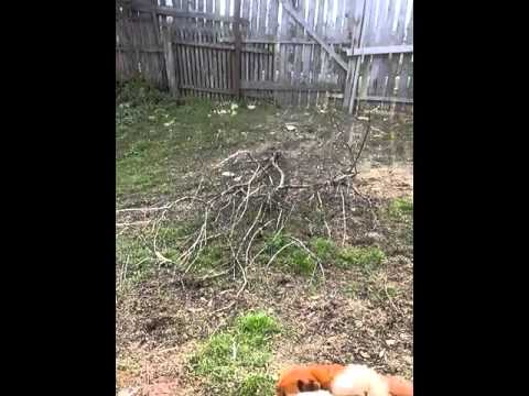 Abuz Cornet Bucșești