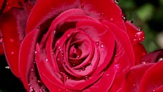 1 HOUR - MEDITATION MUSIC - Beautiful Red Roses - 