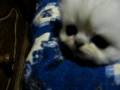 Chinchilla Persian & Exotic Baby Kittens. Cattery ...