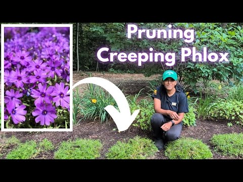 How To Prune Creeping Phlox for a Tidy, Healthy Look | Moss Phlox Care & Fertilizing