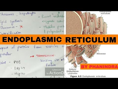 POINT MUTATION BY PHANINDRA GUPTHA