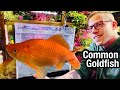 Common Goldfish Care NEED To Know