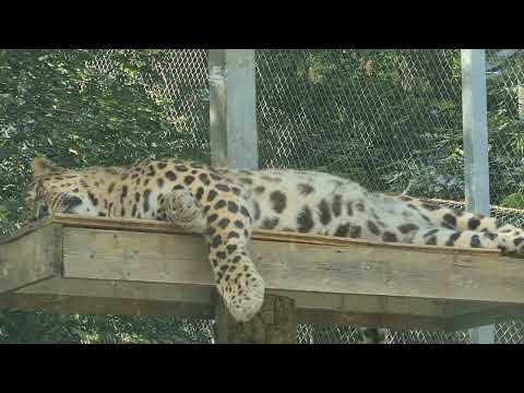 Rapha Saec - Freestyle pe OF