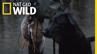 Retraining a Dog to Duck Hunt | Man, Woman, Dog by Nat Geo WILD