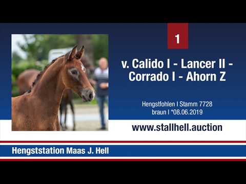 1. Online Fohlenauktion - Nr. 1 Calido x Lancer II