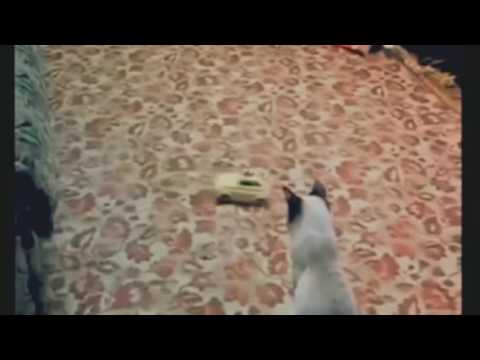 funny stupid scared cats really funny