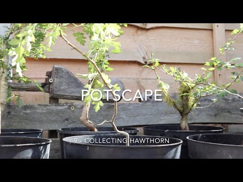 Potscape Episode 9: Collecting Hawthorn