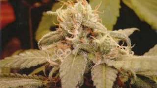 Kane &amp; Abel - This Is For The Smokers