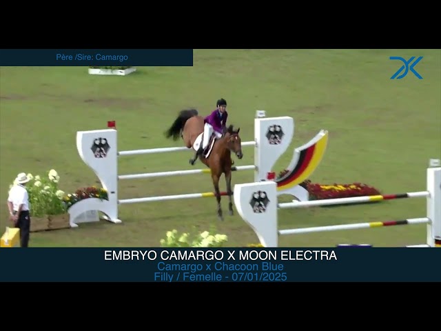 Embryo Camargo x Moon Electra