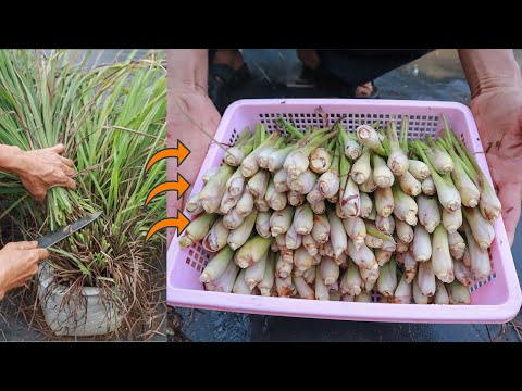 Tips for growing lemongrass at home to make spices are extremely convenient