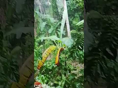 "Día de lluvia y plantas felices"☔🤗