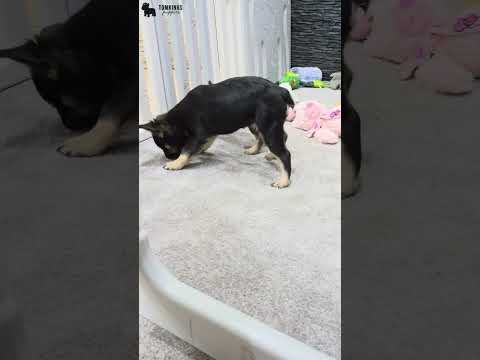 Video 2