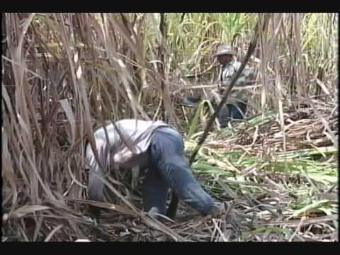 Vea Patrón video