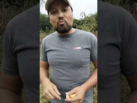 Rotina de quem mora em Doutor Ulysses é assim: o lanche da tarde a gente colhe #natureza