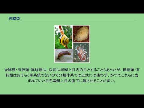 単鰓目について詳しく解説