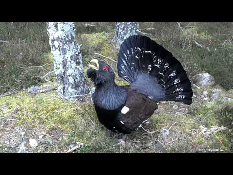 Wild Capercaillie display - Scotland, Feb 2012