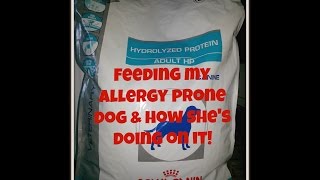 Hypoallergenic Dog Food - Royal Canin Hydrolyzed Protein Adult HP (Feeding my allergic dog)