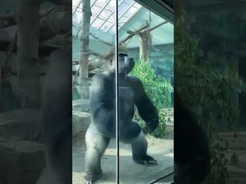 Zoo Gorilla Loses His Mind When Bigfoot Appears at Glass Wall