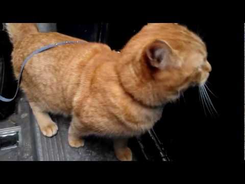 Delphiris meets Bob the big Issue Cat