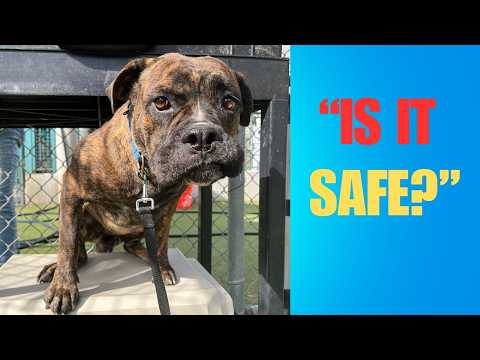 Shy Shelter Dog Hides In Play Groups (Will She Come Out?)