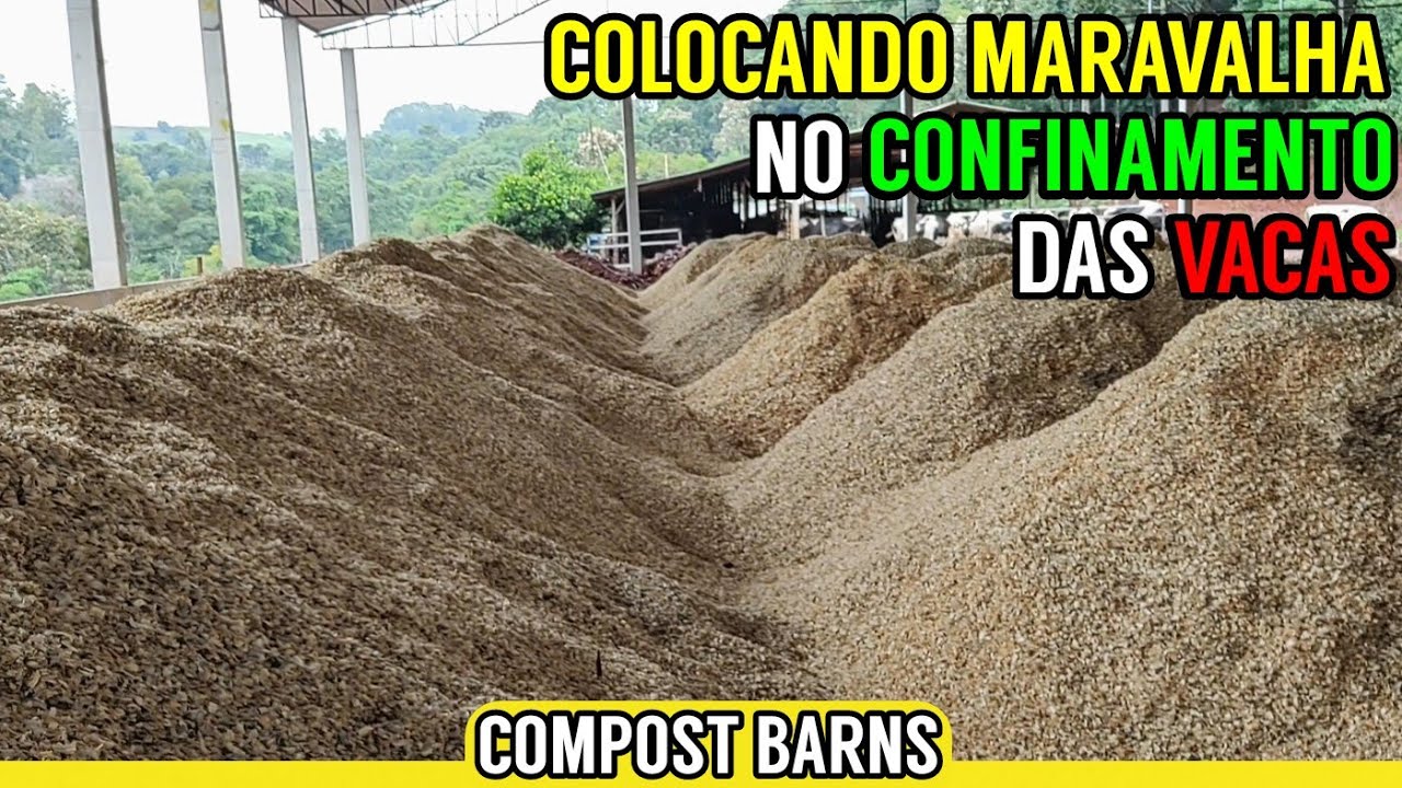 Colocando MARAVALHA em nosso Confinamento (Compost Barns)