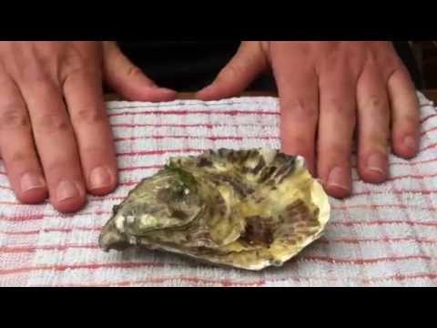 download lagu mp3 mp4 How To Open An Oyster Shell Without An Oyster Knife, download lagu How To Open An Oyster Shell Without An Oyster Knife gratis, unduh video klip How To Open An Oyster Shell Without An Oyster Knife