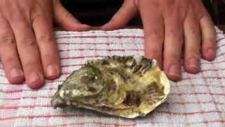 How to shuck an oyster with a screwdriver