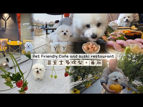 香港綠屋🍅溫室士多啤梨🍓寵物友善日式餐廳及咖啡店☕️狗狗元朗一日遊【小腳掌大世界🐾】