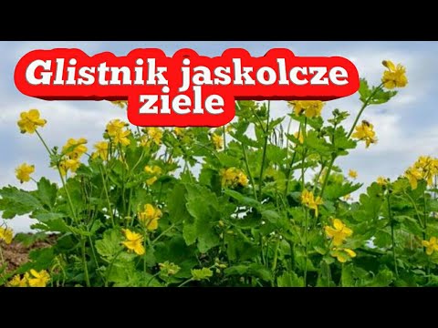 Imbir marynowany potencja Nasiona palmy daktylowej i potencji