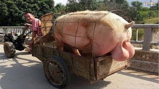 WOW! Amazing Biggest Pig in The World - New Agricu