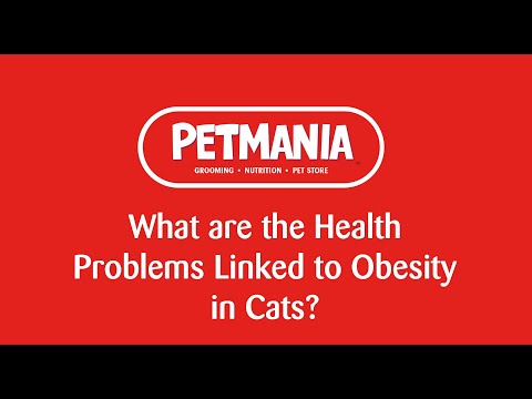 What Are the Health Problems Associated With an Overweight Cat