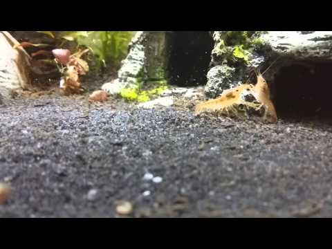 Kampf zweier orange Zwergflusskrebse CPO beim Einzug / Cambarellus moving in fight