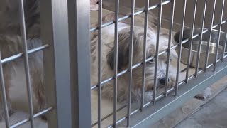 Hawaii animal shelters overflowing with pets, desperate for adoptions