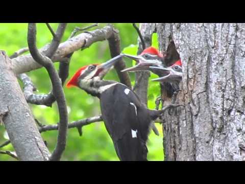Pileated woodpecker feeding its young
