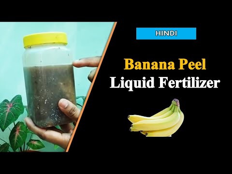 Making a Super Banana Peel Liquid Fertilizer Fast by Quick and Easy way