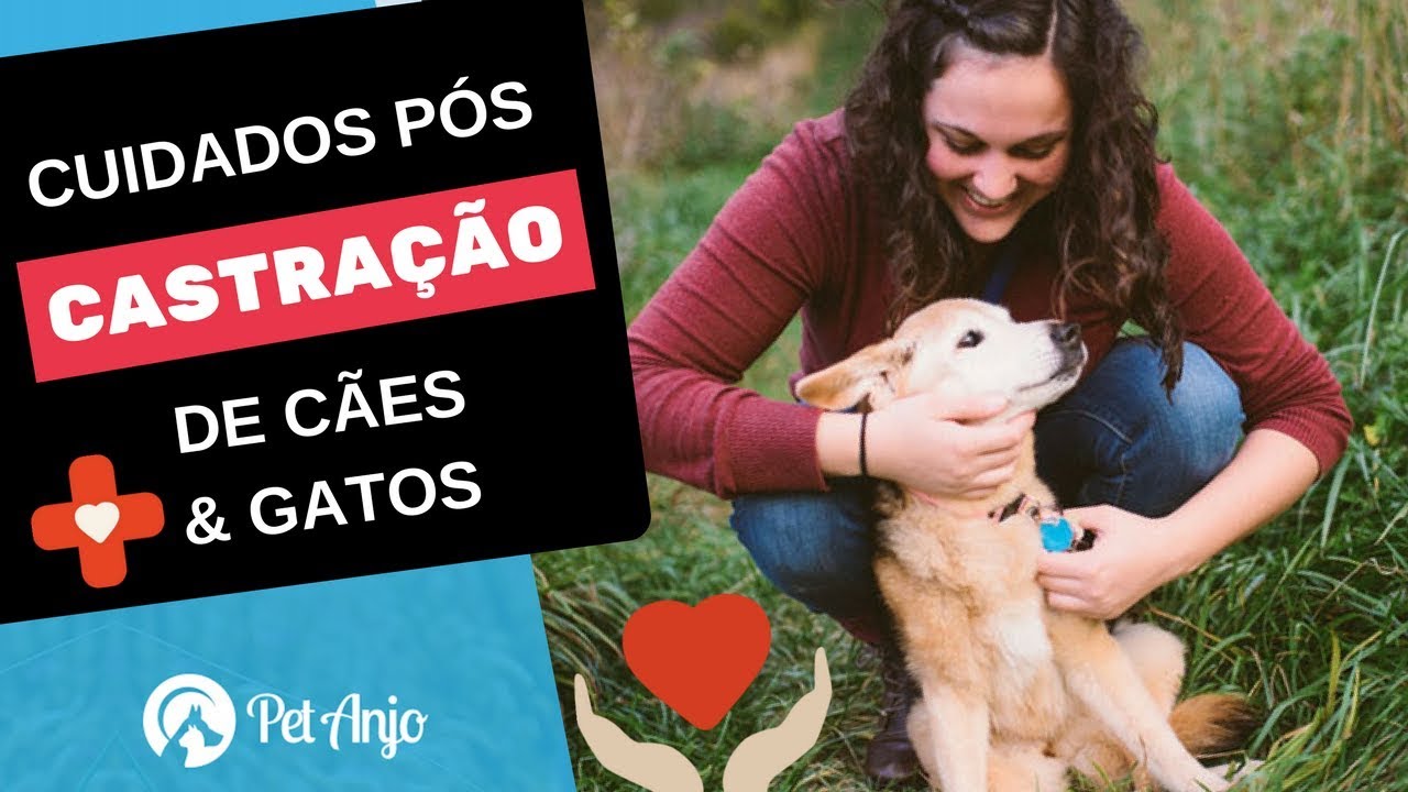 Cuidados pós castração de cachorros e gatos // Papo Pet por Dra. Carol Rocha