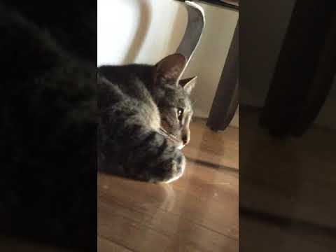 Introducing Socrates