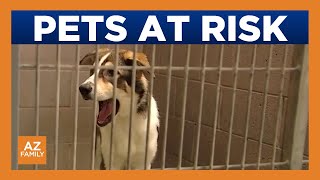 Yuma animal shelter faces crisis as facility reaches capacity