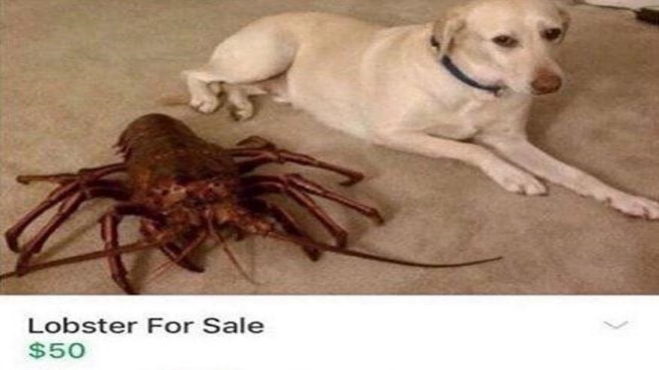 r/CrackheadCraigslist {7}