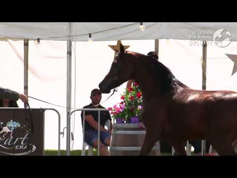 Mystica Santosa (Arabian Jackpot 2016)