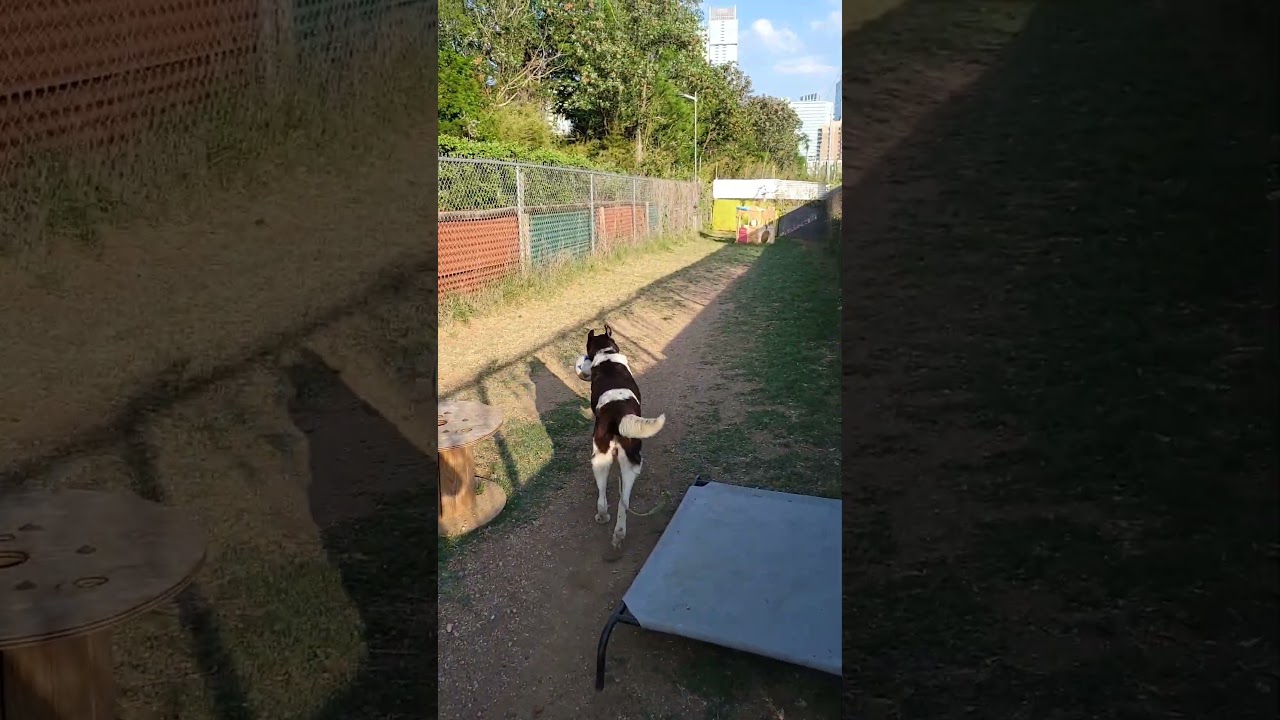 Enlarge Frankincense, a Adoptable mixed breed in Austin, TX video 6/6
