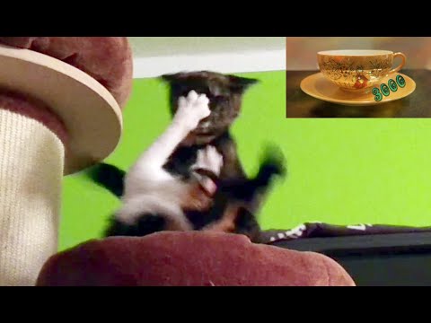 Katzen #04 - Fun, Action und richtig viel schlaaaaaaaafen