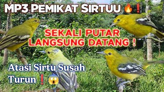 Download lagu Suara Pemikat Sirtu Cipoh Paling Ampuh 2026 | Burung Liar Auto Nyamper❗ mp3